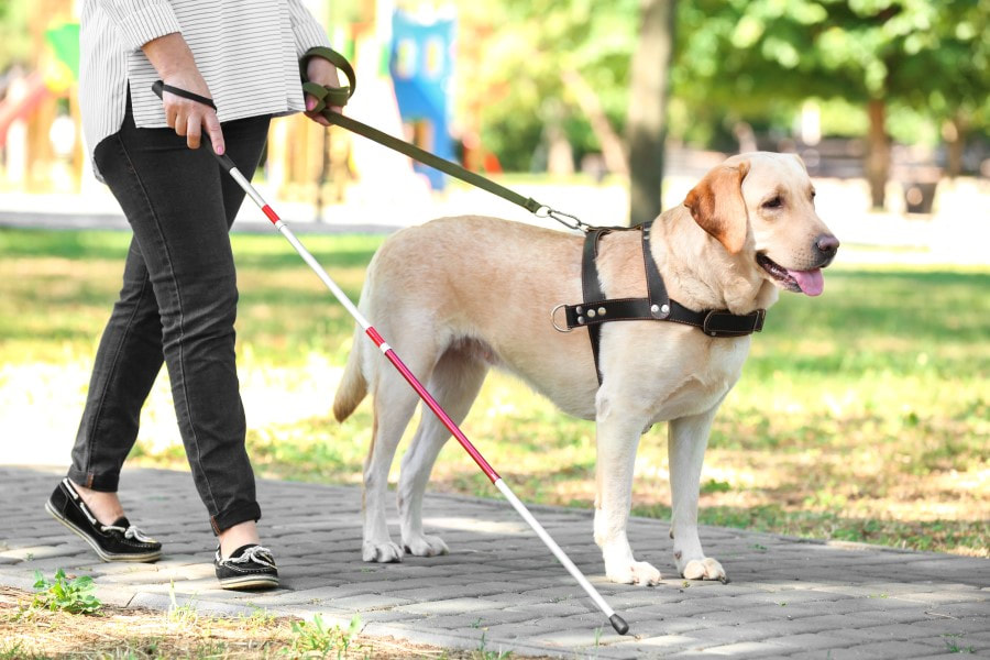 Fotografia colorida de uma mulher cega com um cão guia e uma bengala de rastreamento caminhando numa calçada.